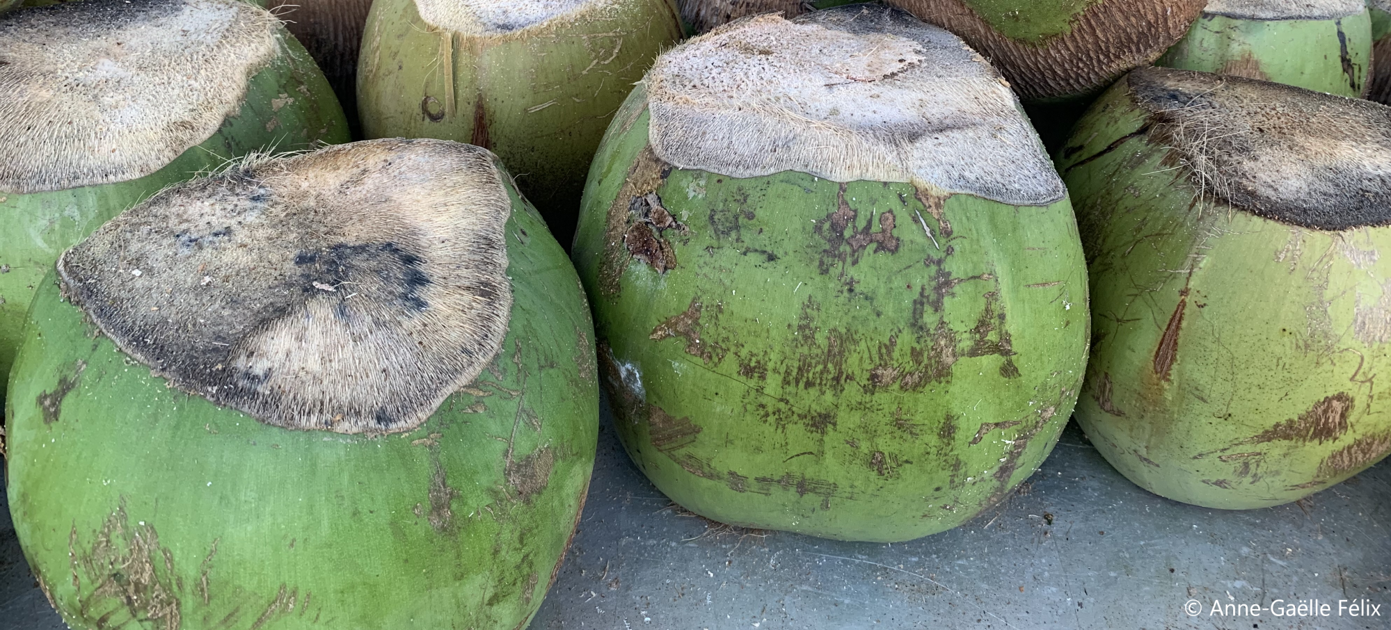 Coco marché CR.png